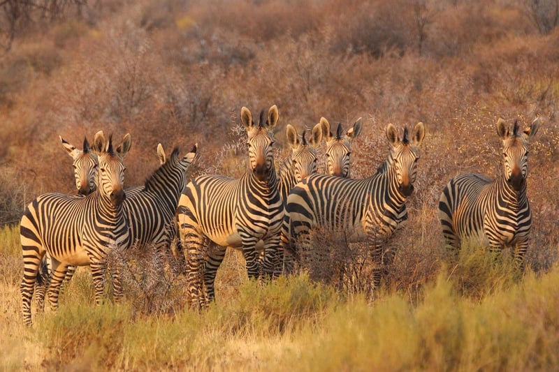 African Safari Tented Camp